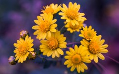 Desktop image. Flowers. ID:87822