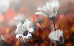 Desktop image. Flowers. ID:87872