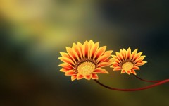 Desktop image. Flowers. ID:87948