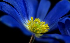 Desktop image. Flowers. ID:88091