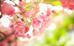 Desktop image. Flowers. ID:88228