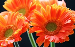 Desktop image. Flowers. ID:88294