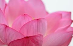 Desktop image. Flowers. ID:88352