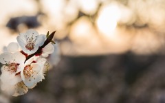 Desktop image. Flowers. ID:88454