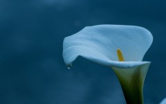 Desktop image. Flowers. ID:88649