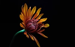 Desktop image. Flowers. ID:88656