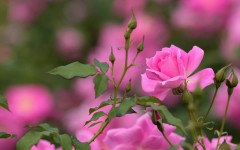 Desktop image. Flowers. ID:88696