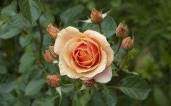 Desktop image. Flowers. ID:88750