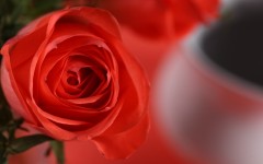 Desktop image. Flowers. ID:88765