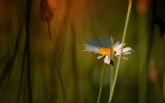Desktop image. Flowers. ID:88927