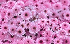 Desktop image. Flowers. ID:88996