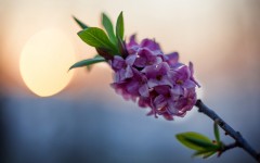 Desktop image. Flowers. ID:89044
