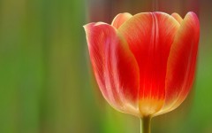 Desktop image. Flowers. ID:89075