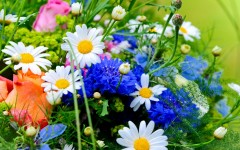 Desktop image. Flowers. ID:89080