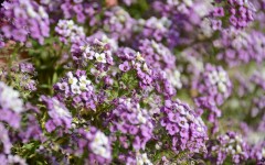 Desktop image. Flowers. ID:89227