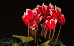 Desktop image. Flowers. ID:89279