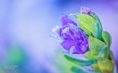 Desktop image. Flowers. ID:89282