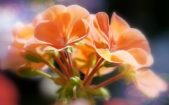 Desktop image. Flowers. ID:89288