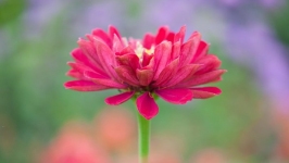 Desktop image. Flowers. ID:89625