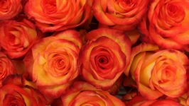 Desktop image. Flowers. ID:89679