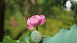 Desktop image. Flowers. ID:89692