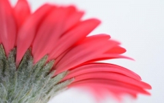 Desktop image. Flowers. ID:89728