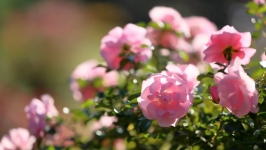 Desktop image. Flowers. ID:89729