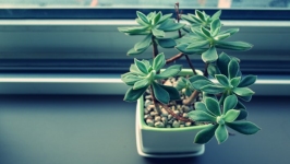 Desktop image. Flowers. ID:89808