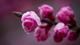 Desktop image. Flowers. ID:89825
