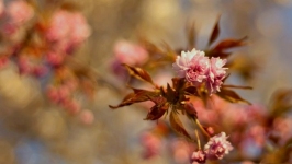 Desktop image. Flowers. ID:89826