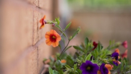 Desktop image. Flowers. ID:89848