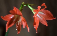 Desktop image. Flowers. ID:89975