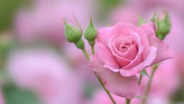 Desktop image. Flowers. ID:148587