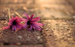 Desktop image. Flowers. ID:89988