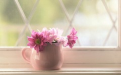 Desktop image. Flowers. ID:90099
