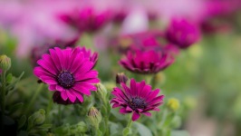 Desktop image. Flowers. ID:90103