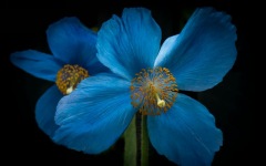 Desktop image. Flowers. ID:90152