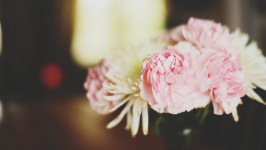 Desktop image. Flowers. ID:90170