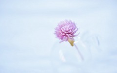 Desktop image. Flowers. ID:90468