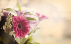 Desktop image. Flowers. ID:90511