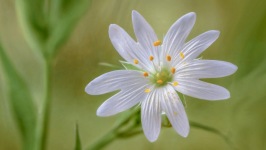 Desktop image. Flowers. ID:90512