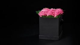 Desktop image. Flowers. ID:90695