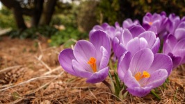 Desktop image. Flowers. ID:90746