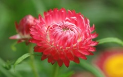 Desktop image. Flowers. ID:90846