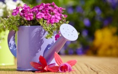 Desktop image. Flowers. ID:90847