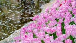Desktop image. Flowers. ID:90982