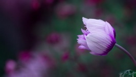 Desktop image. Flowers. ID:91099