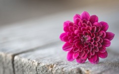 Desktop image. Flowers. ID:91119