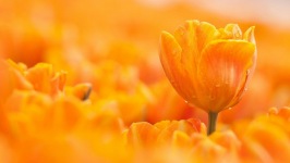 Desktop image. Flowers. ID:91128