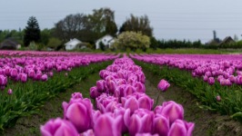 Desktop image. Flowers. ID:91289